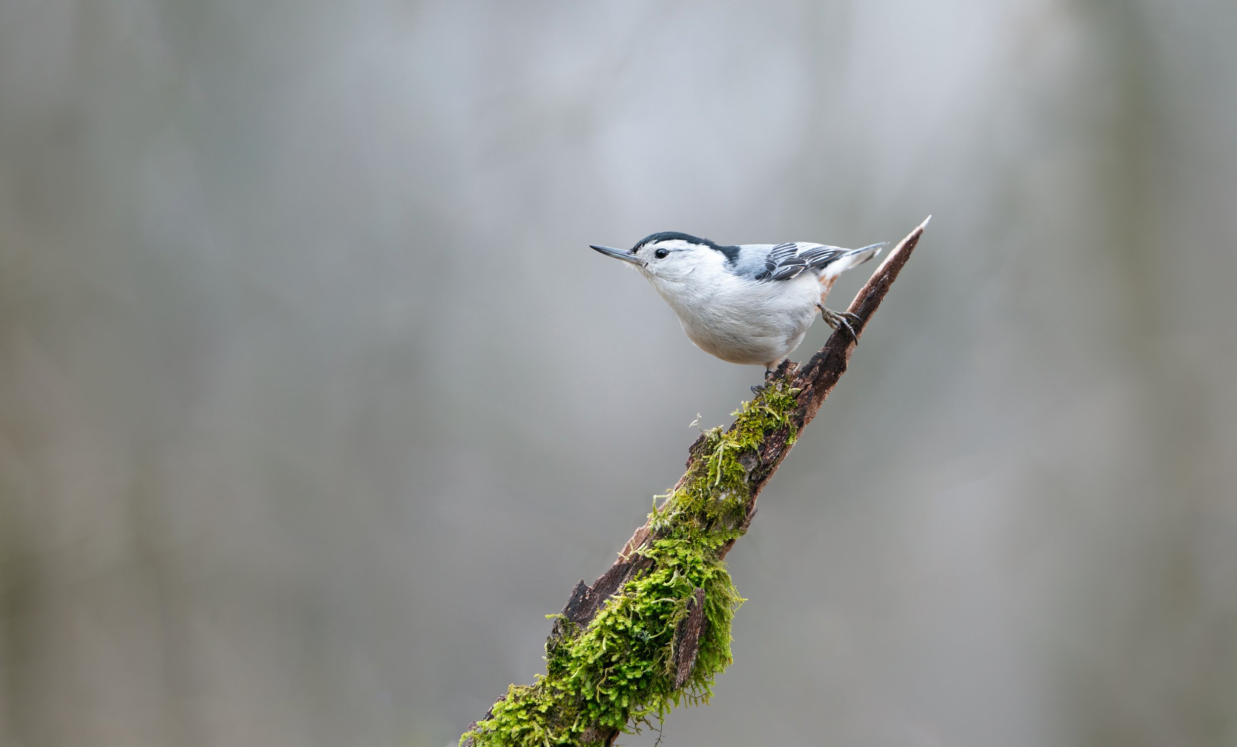 _DSC1295-Edit-3.jpg