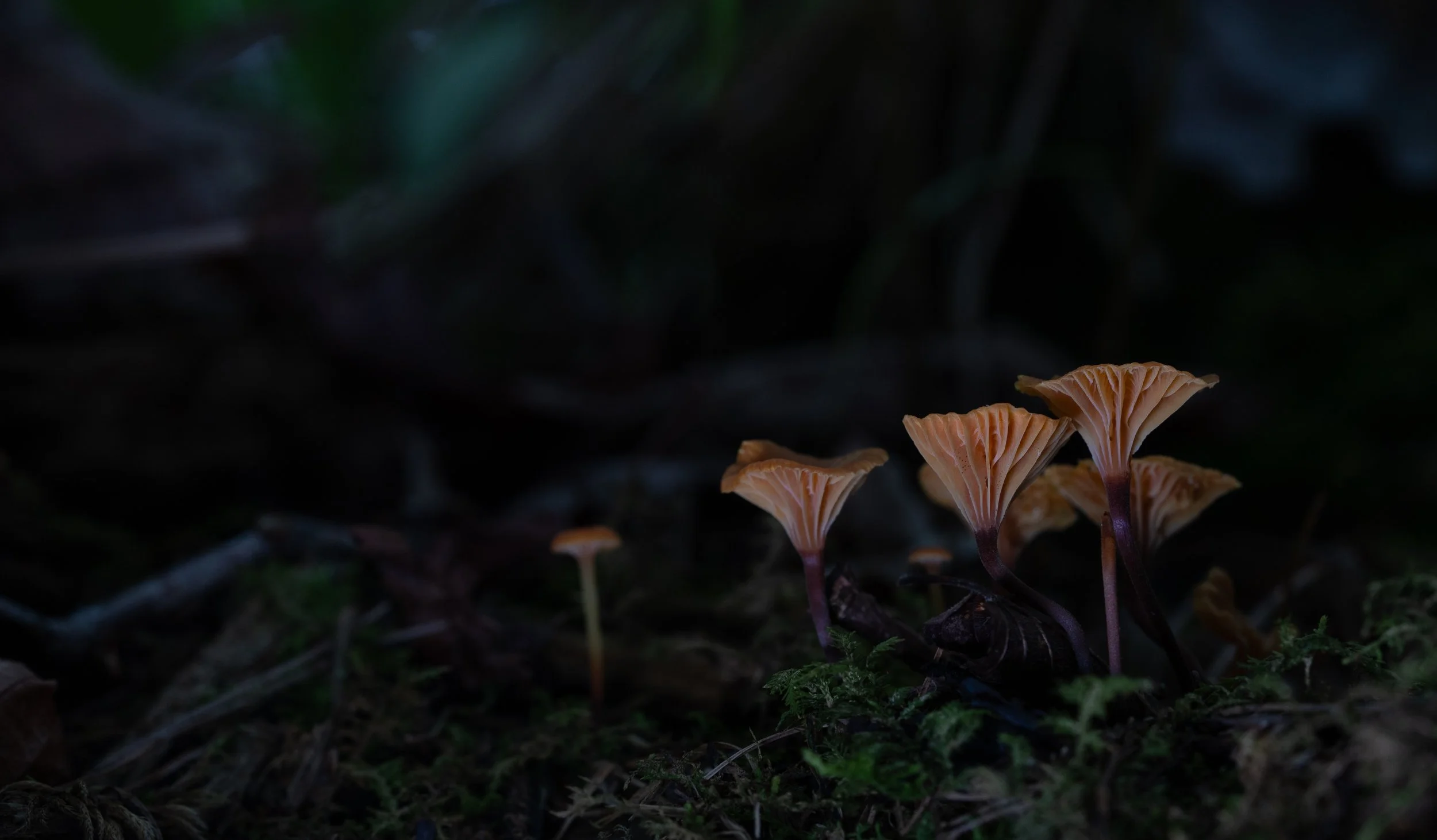 _DSC8052.jpg