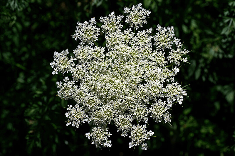 Ammi Queen Anne’s Lace