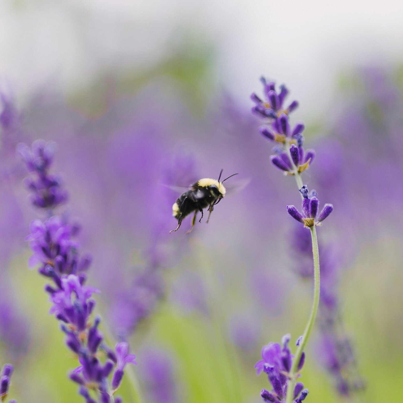15 Plants to Grow in Canada to Help the Honey Bees &amp; Other Pollinators Thrive