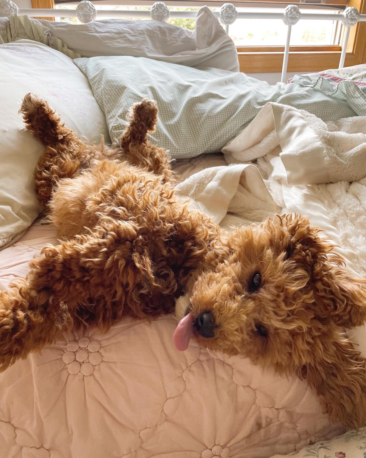 Anyone else feeling Jasper&rsquo;s vibe with all this crazy heat??? 

#minigoldendoodle
#minilabradoodle
#miniirishdoodle
#labradoodlebreeder
#goldendoodlebreeder
#irishdoodlebreeder
#livelovedoodlesut
#irishdoodlepuppies
#labradoodlepuppies
#goldend