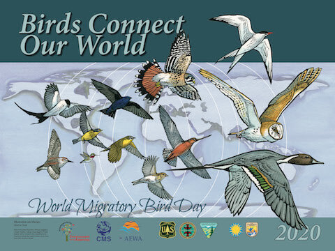 BirdsConnectOurWorld