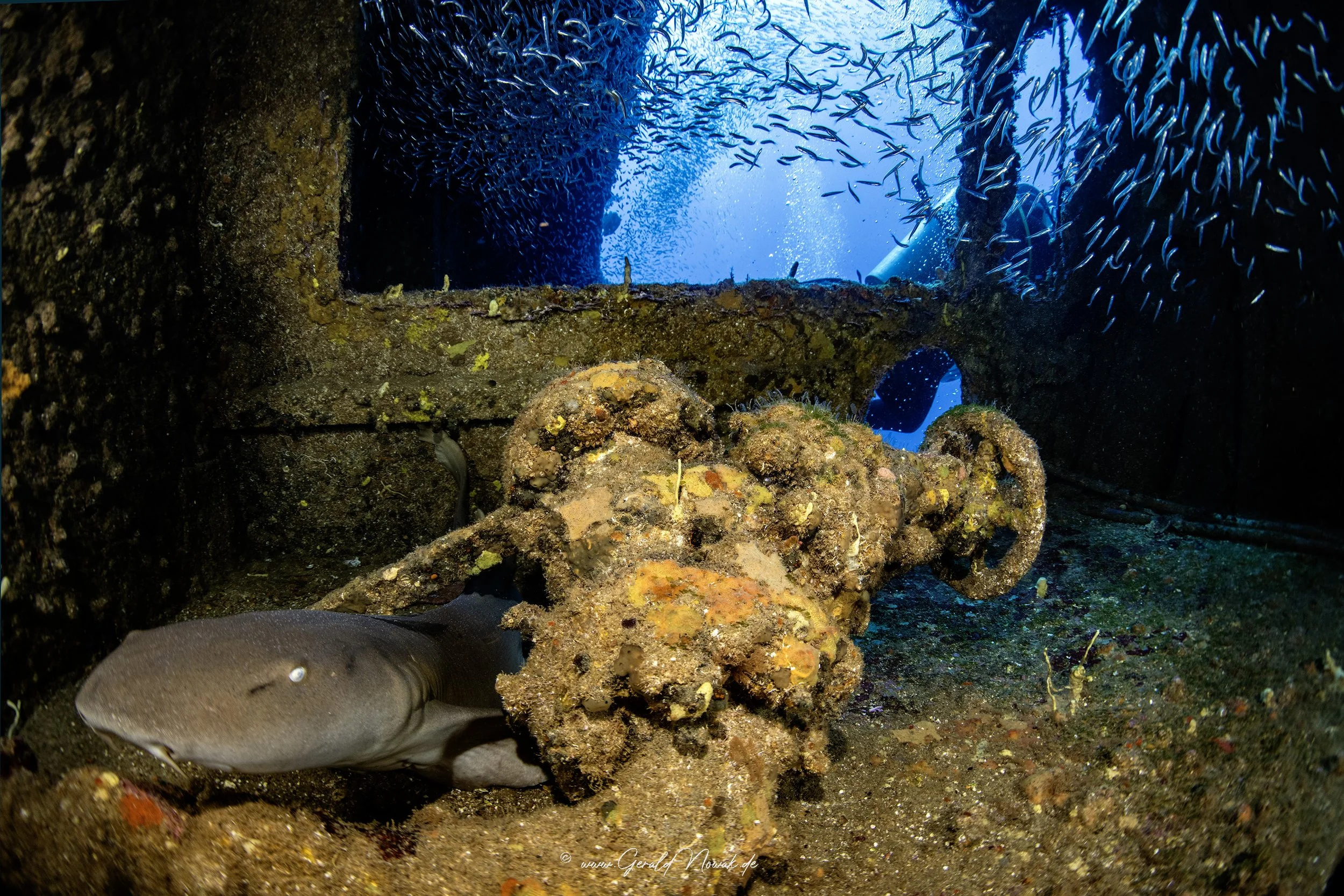Sea turtle and 3 scuba divers in the background
