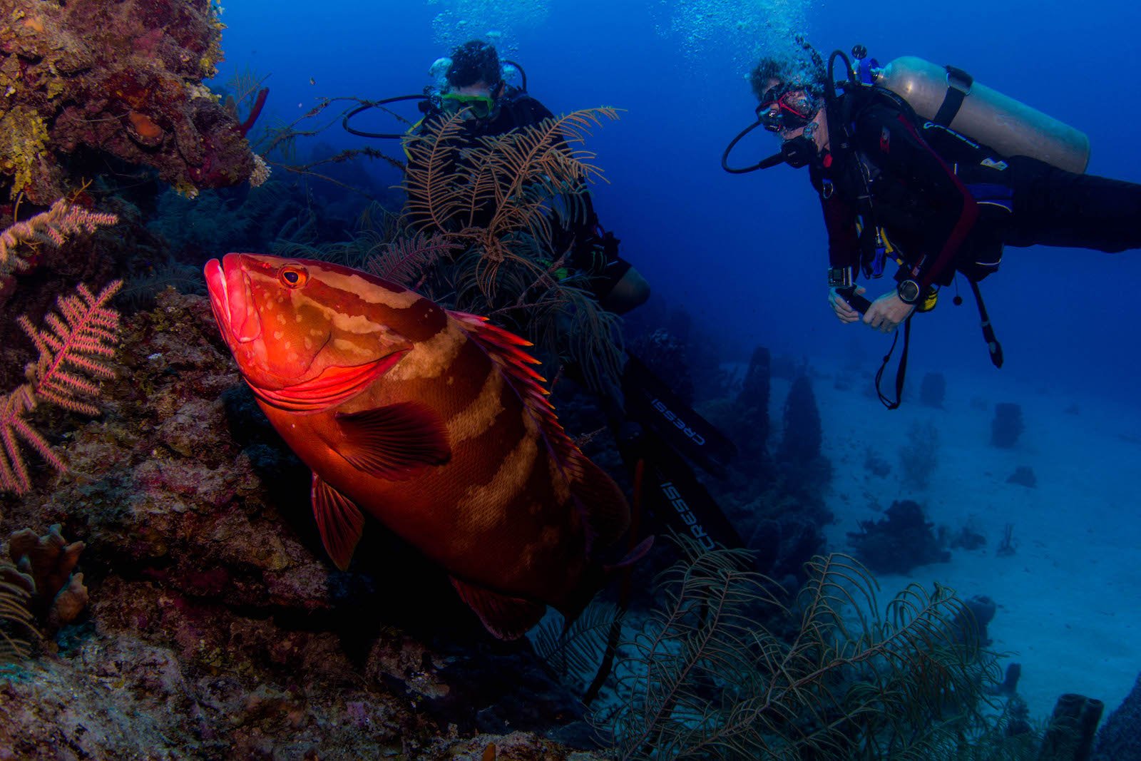 TopSub-Roatan-Nassau-Grouper-2Divers-400x271mm.jpeg