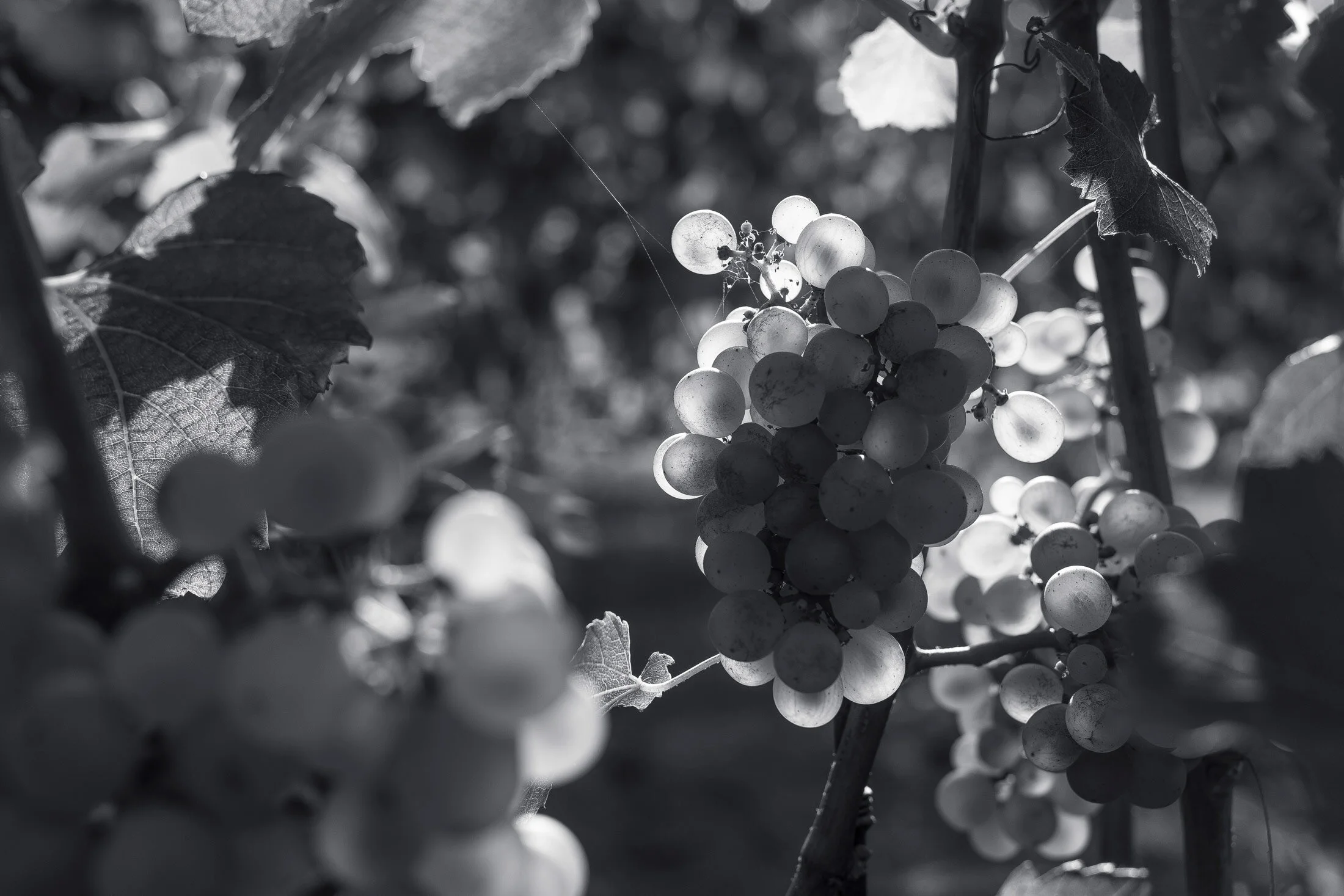 Wine grapes
