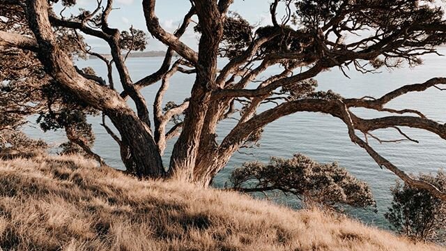 The colours and tones of Waiheke🤍With over 30 vineyards, countless beaches, coastal walks and boutique shops you&rsquo;d be silly not to pop over!