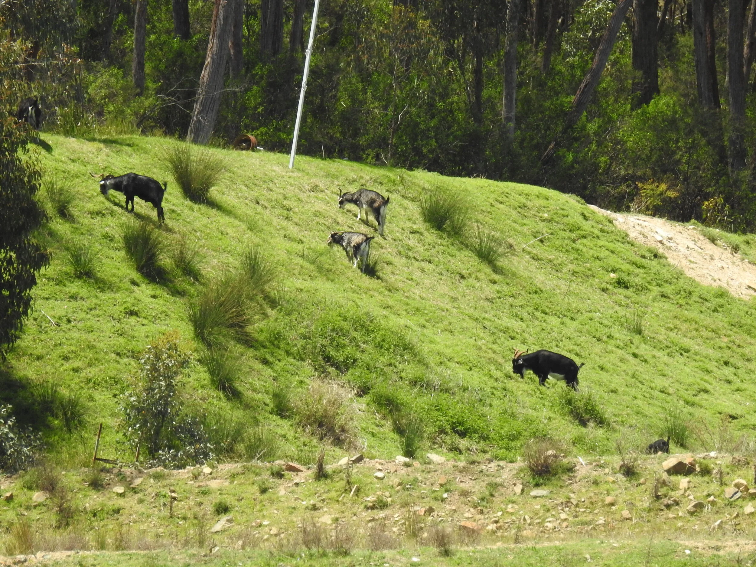 Goats On The Range