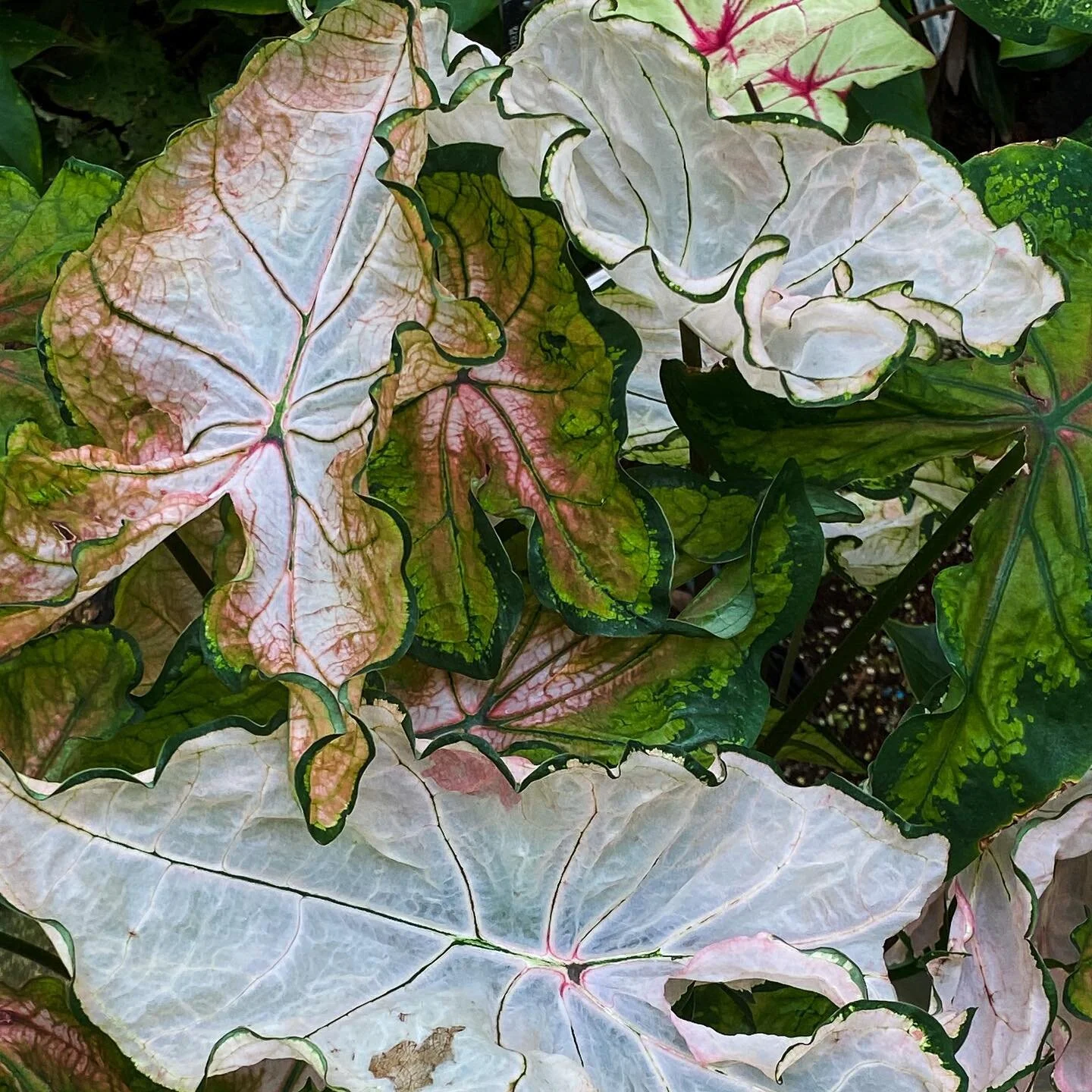 Harmony in imperfection 🧐
Seoul Botanic Garden