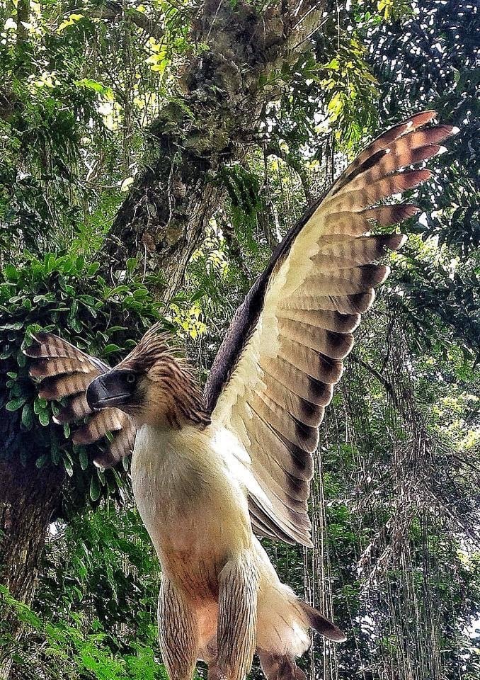 Davao City Tourist spot - Philippine Eagle Center