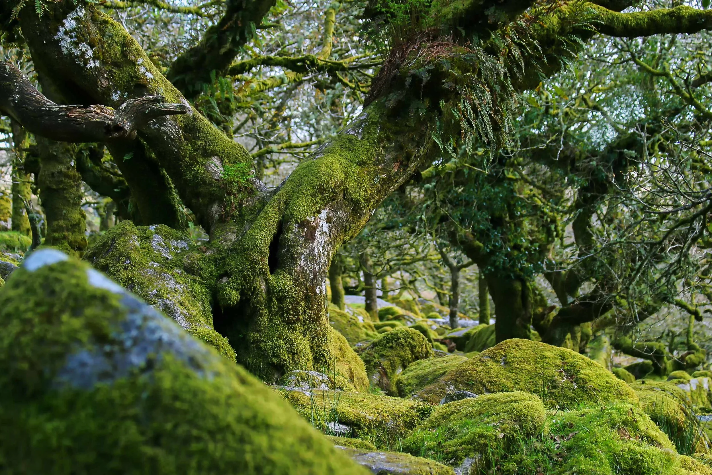 Wistman's Wood