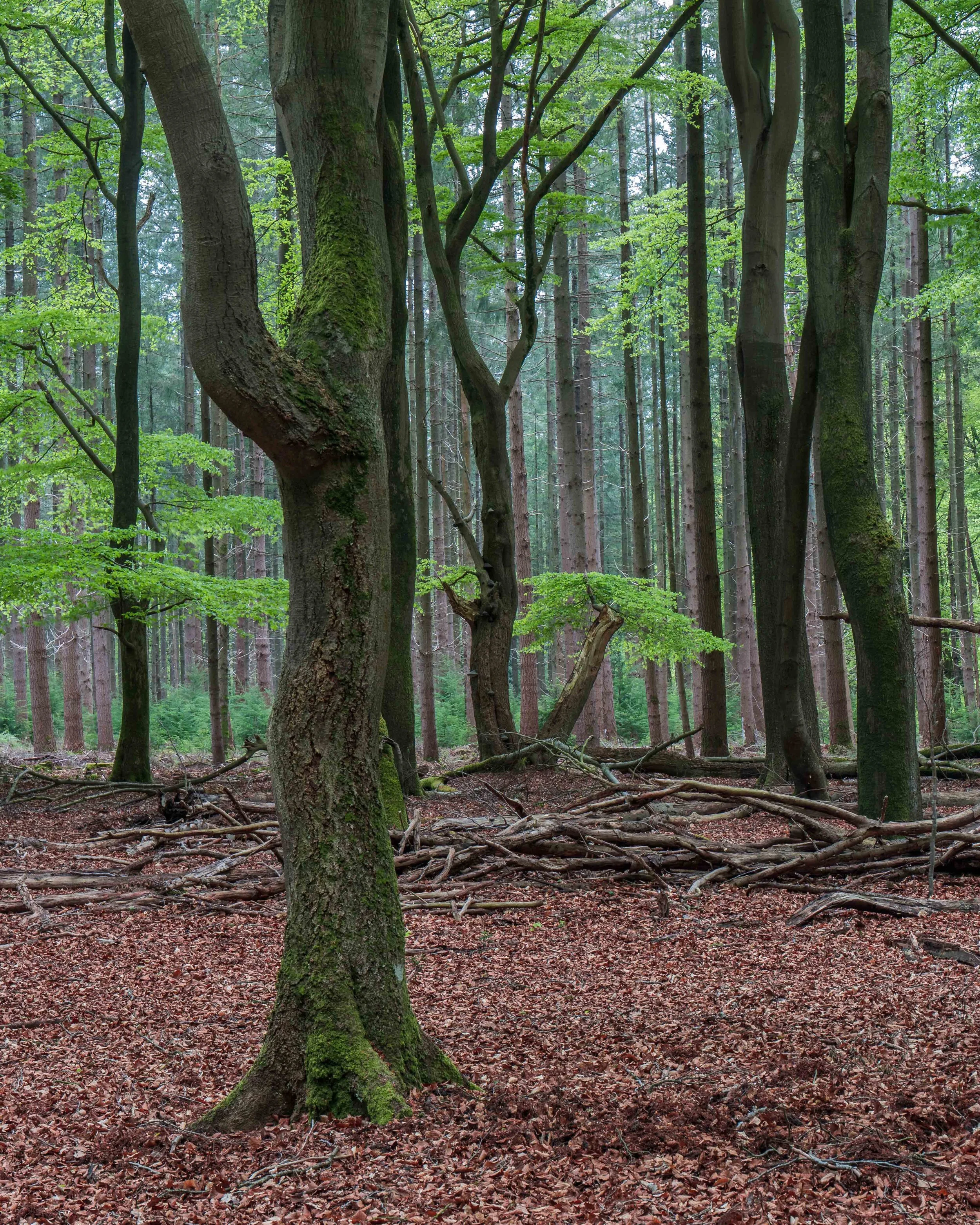 Speulderbos