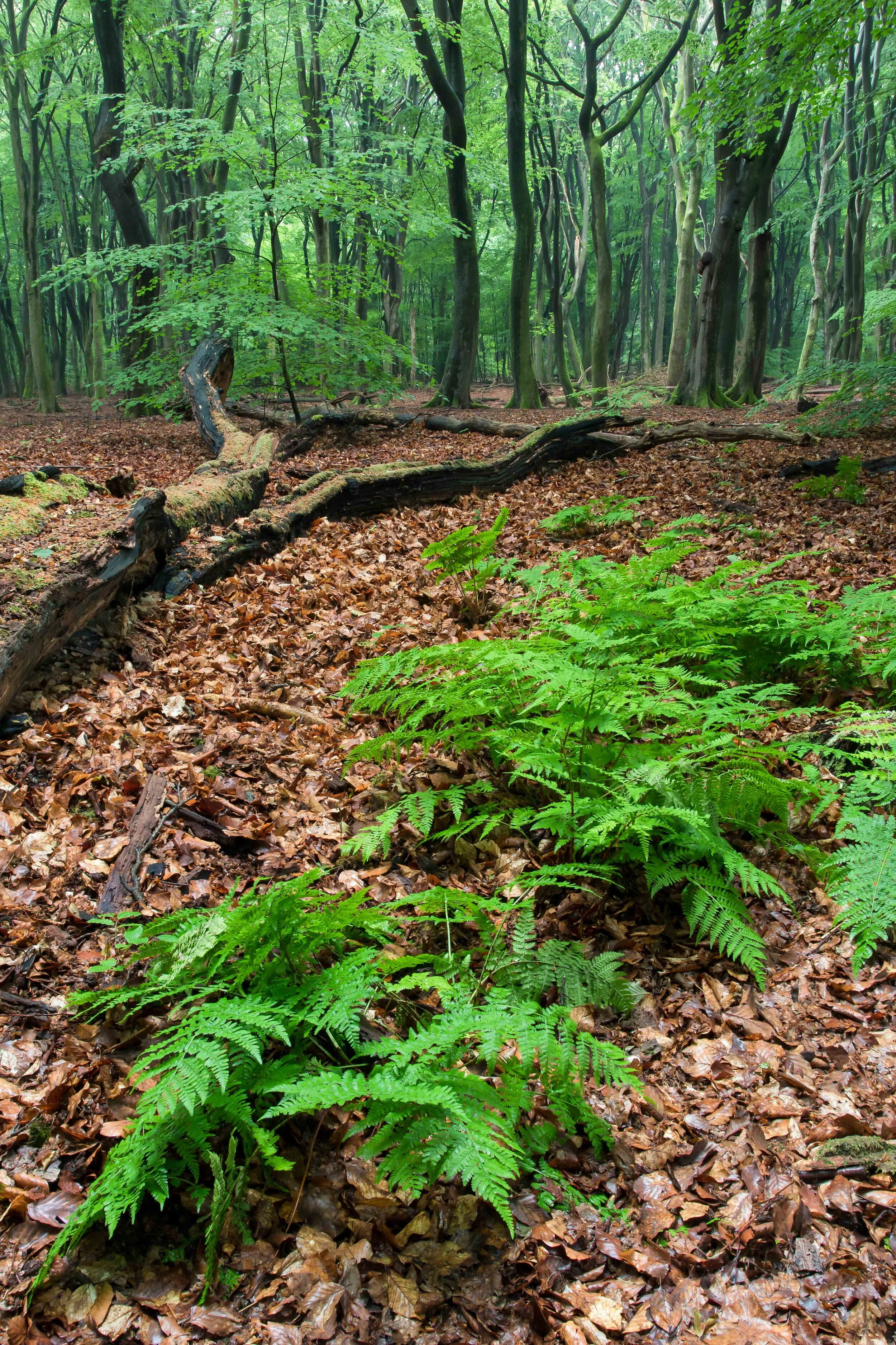Deep Forest