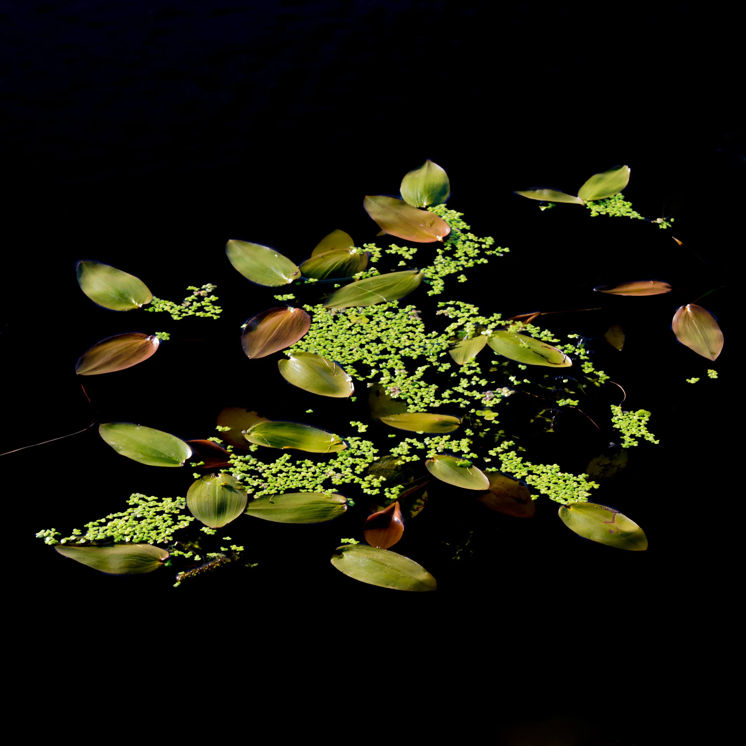 Water plants