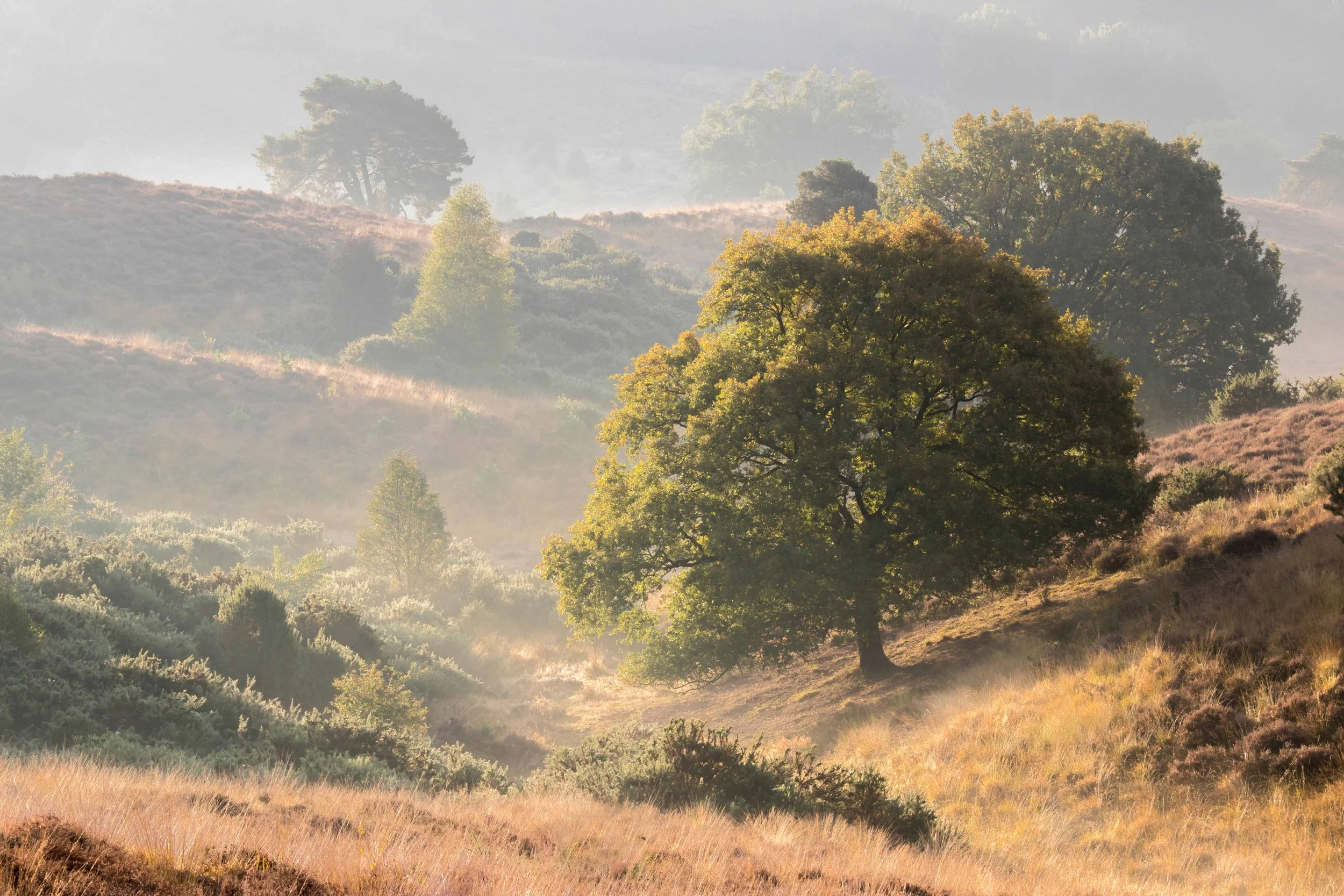 Veluwe in gold