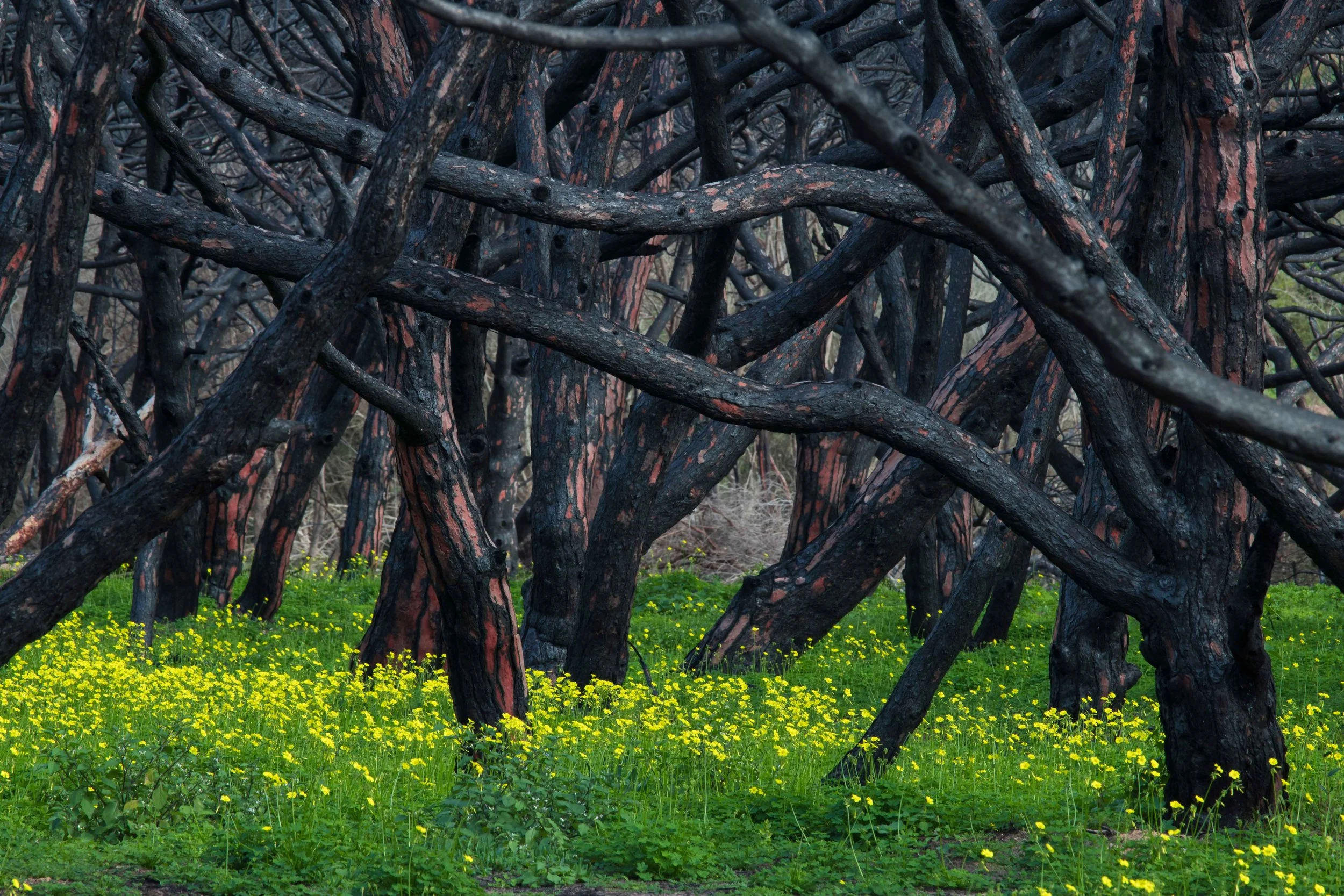 Life After Fire