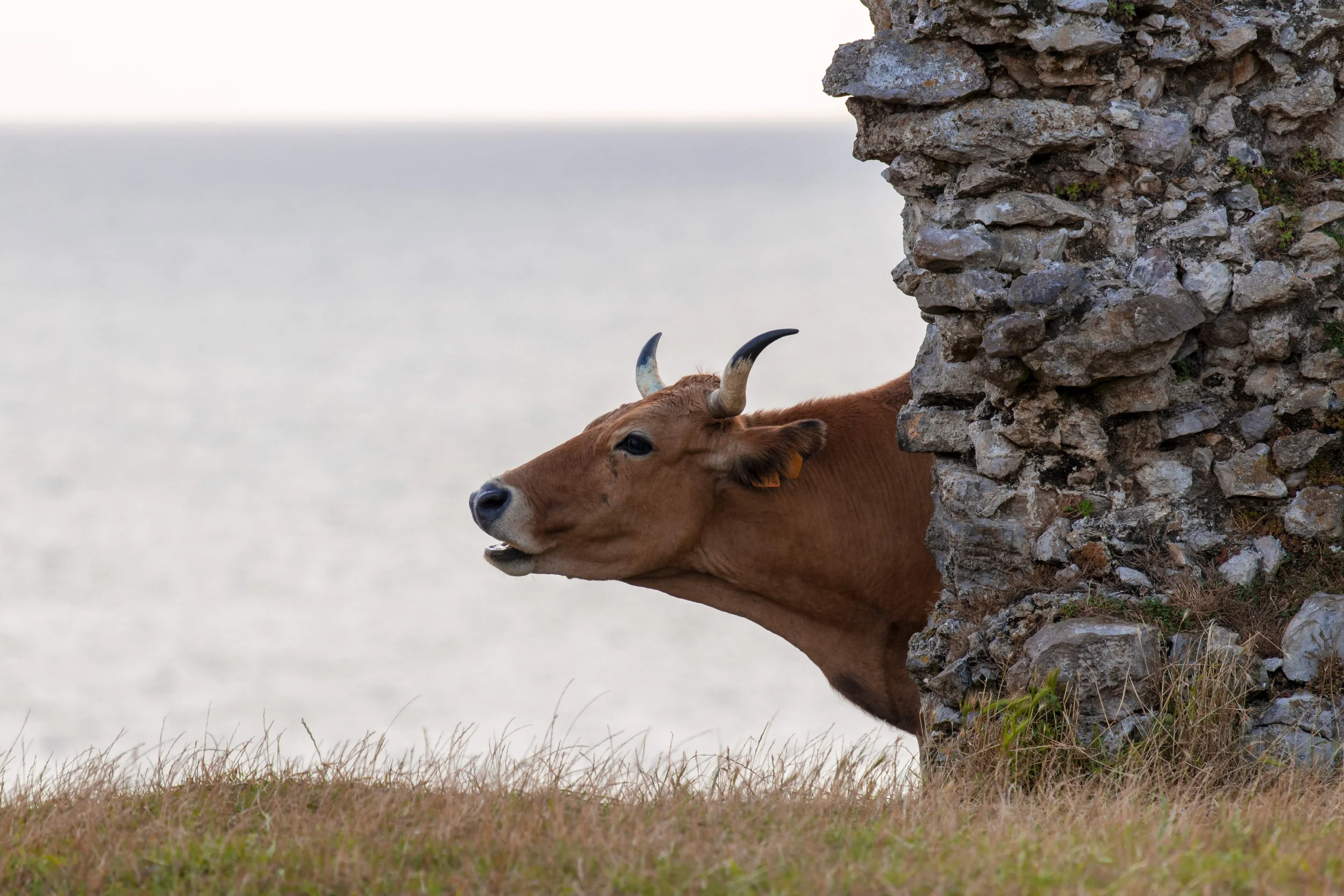 Hidden Bull