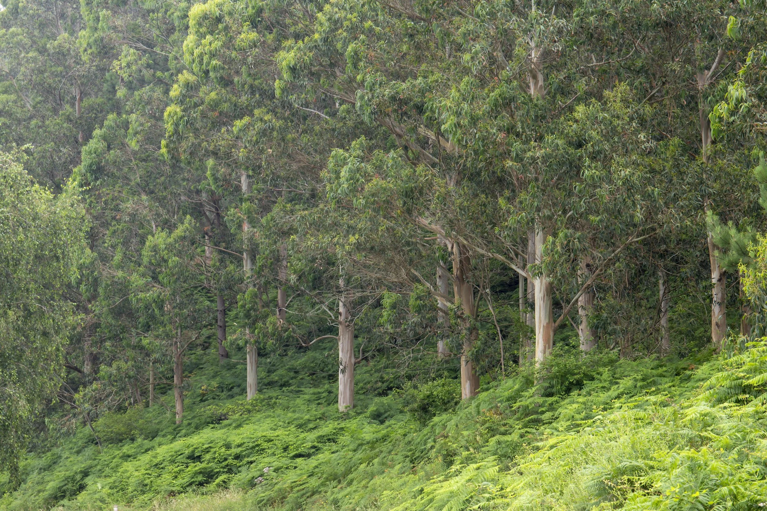 Eucalyptus Forest