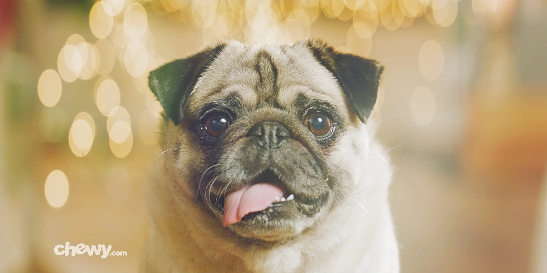 All I Want For Christmas // Chewy.com