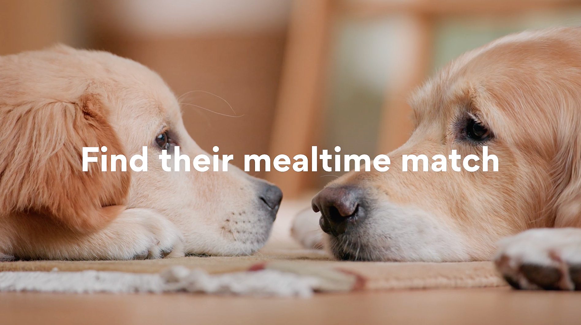 1797950_DogCatConsumablesCore_MultiDog_16x9_015_M