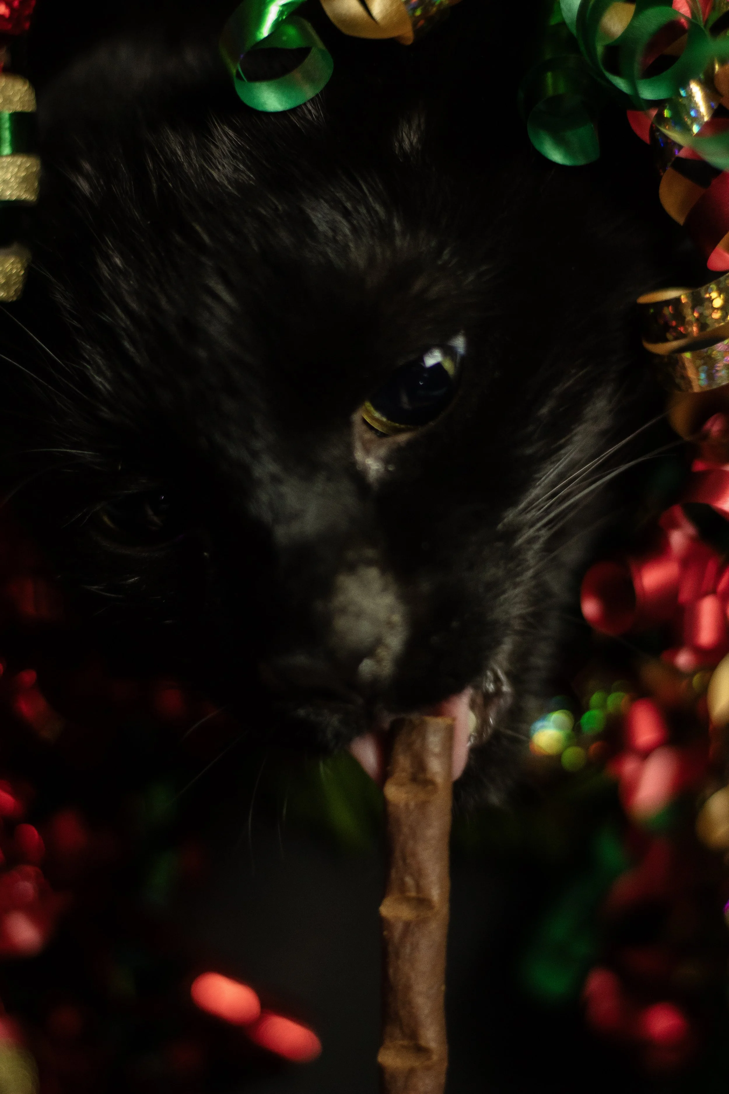 BoushieBabesPhotography_ (4 of 117).JPG