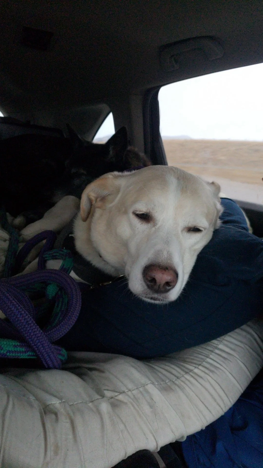 What I Learned While Moving: Tips, Tales, and a Whole Lot of Chaos