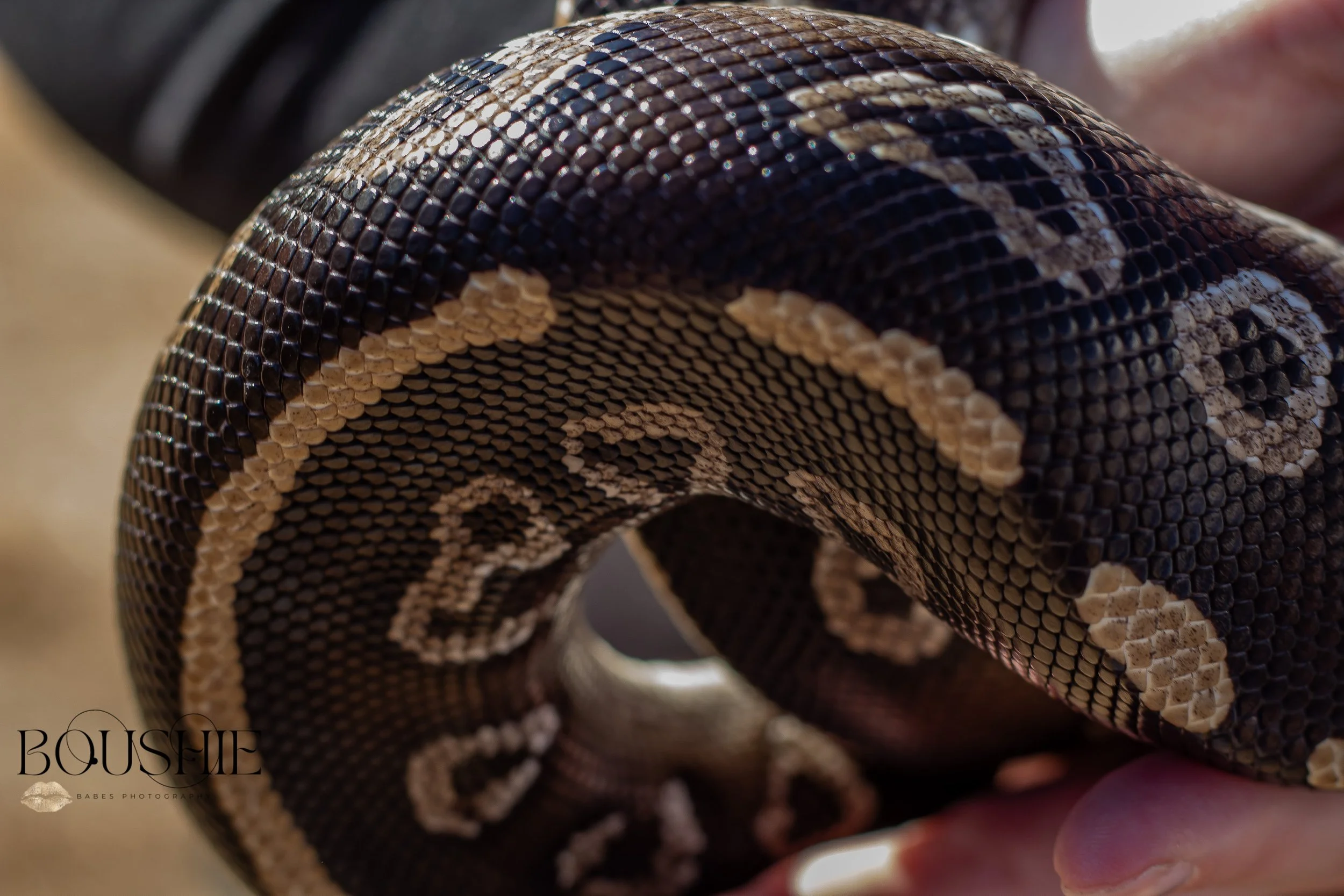 BoushieBabesPhotography_ (577 of 406).JPG