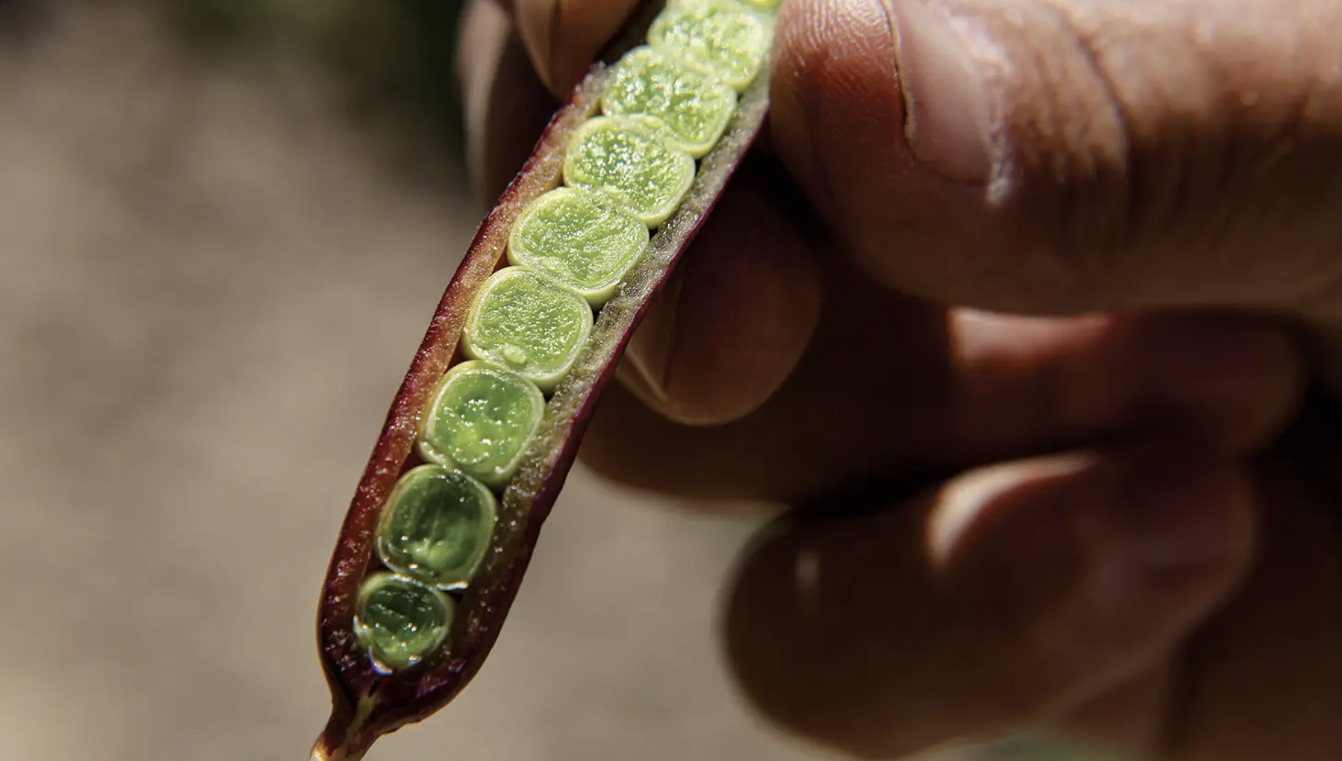 The Inventor of the Snap Pea Has a Farm (and Story) You Wouldn’t Believe