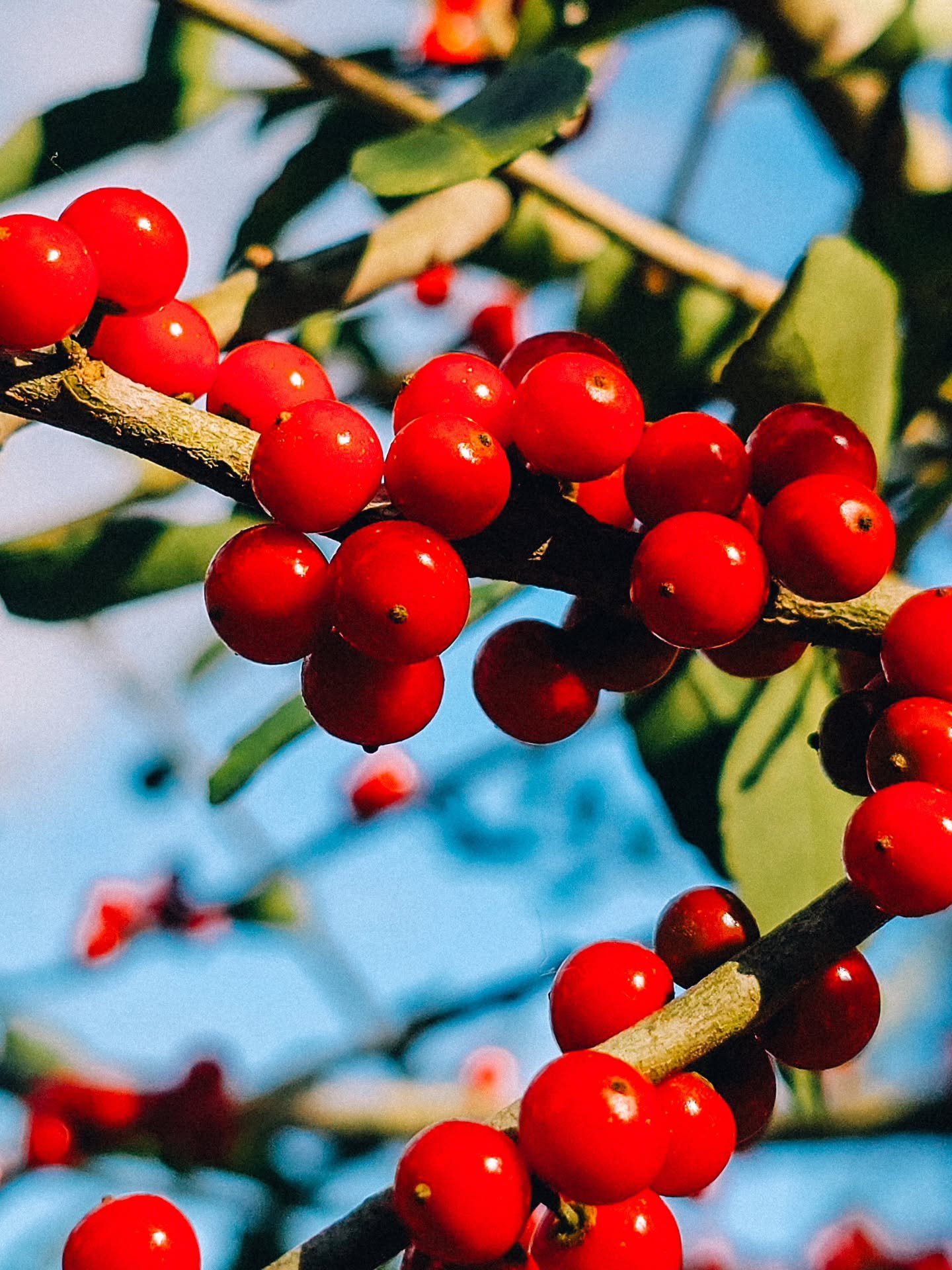 Blessed Solstice, my friends. 🖤✨️