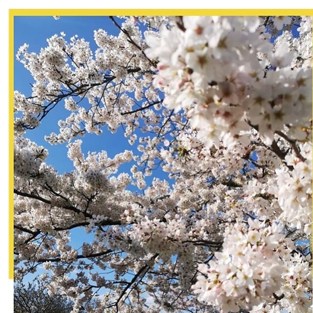 🌸💖Bright blue skies and cherry blossom courtesy of @maisondefleurs making us smile today 💖🌸 .
.
.
.
.
.
.
.
.
.
#blossom #cherryblossom #spring #springblossom #springflowers #springtime #pinkblossom #maisondefleurs #tga #thegraceagency #pr #commu