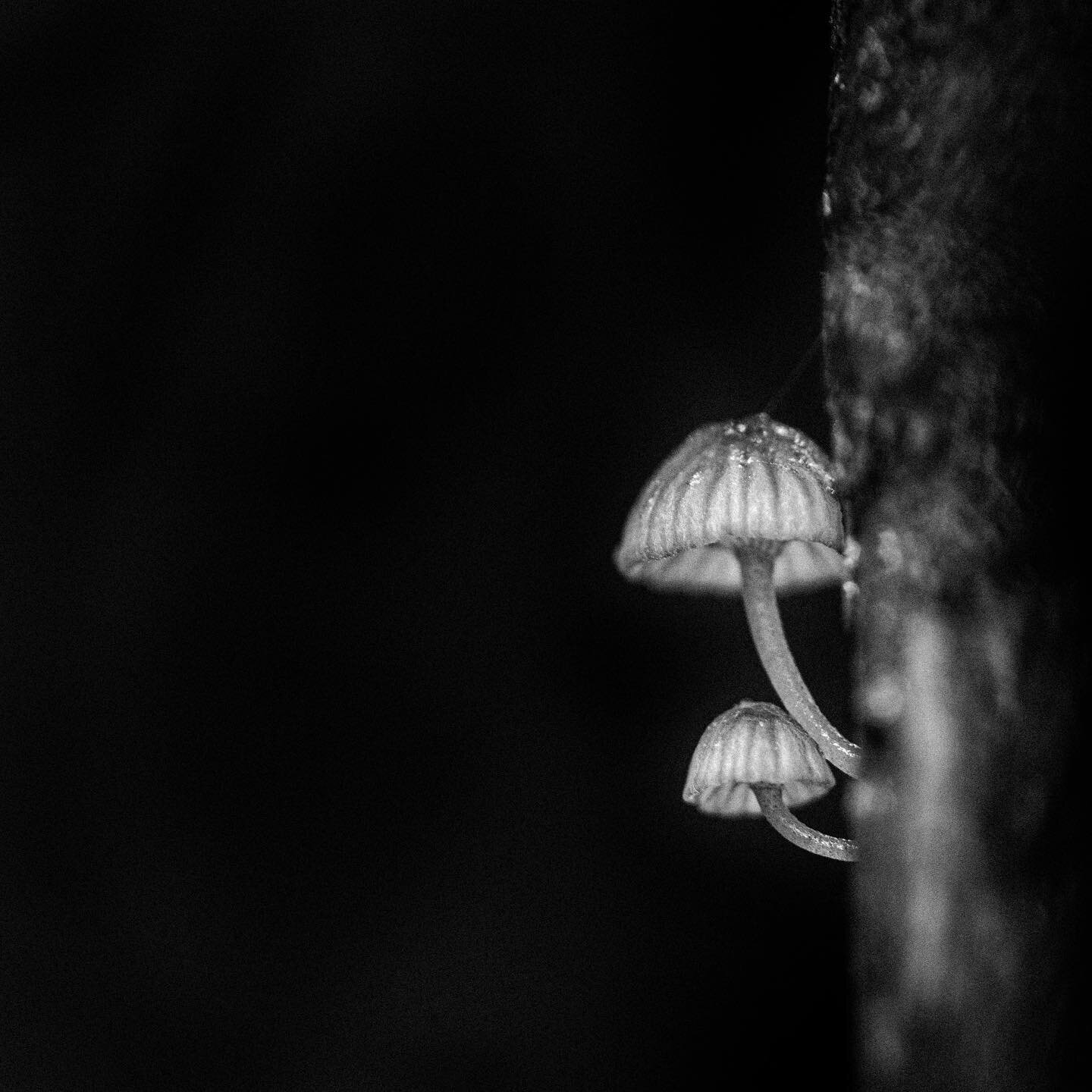 Fungi, Westernghats, India
___________________

#blackandwhitephotography #blackandwhite #monochrome #natureinfocus #indiaphotoconcept #121clicks #fungi #fungiphotography #mushroom #instagood #bnw_globe #bnw_dark #bnw_shot #bnw_42 #bnw_drama #bnw_moo