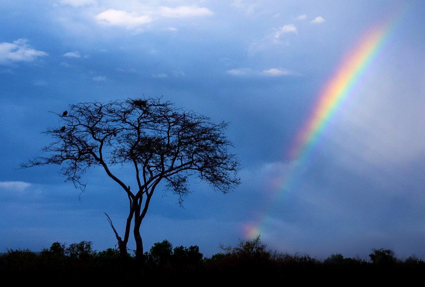 Elements of Nature, A #Rainbow to beat the midweek blues. #masaimara 2018
_____________________________

#natureinfocus #landscape #bluehour #trees #nature #fineart #nature #beautiful #naturephotogroaphy #dailyplanet #photography #photooftheday #pico