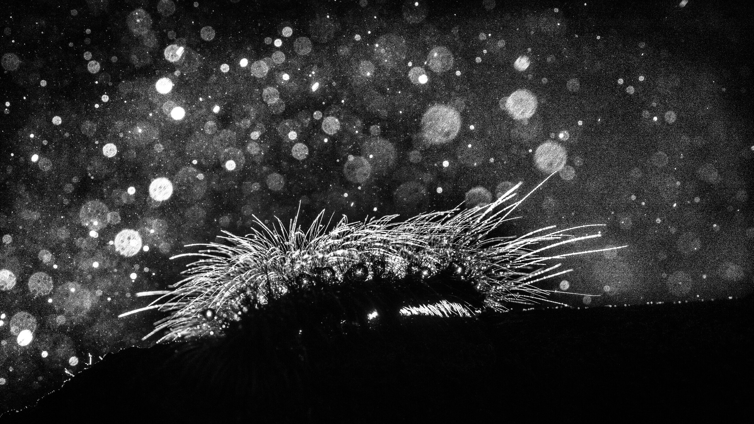 Caterpillar in rain DSC0730.jpg
