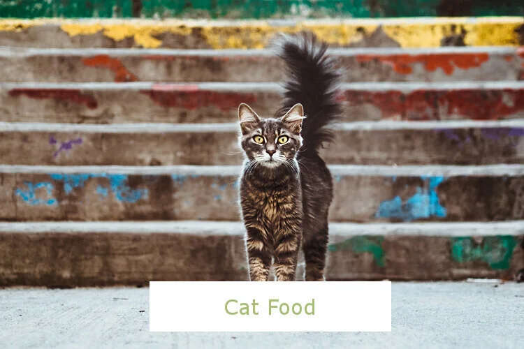 catfood2.jpeg