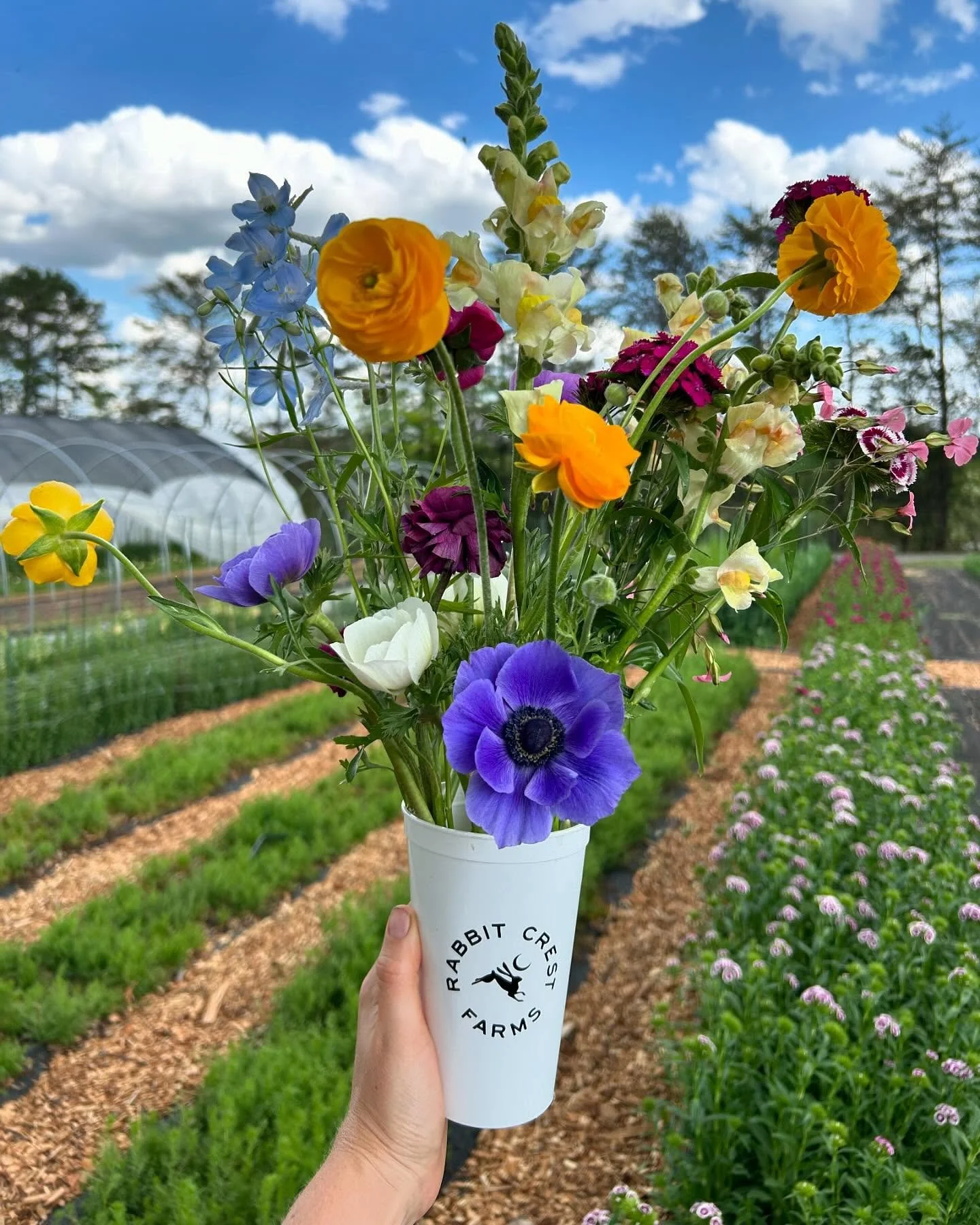 There’s so much growing this week for you to come pick at the farm! Swipe to see what you can expect this Friday! Flowers, plant starts, veggies and vendors! 👉 
Details below:
Come cut your own specialty spring flowers like ranunculus, poppi