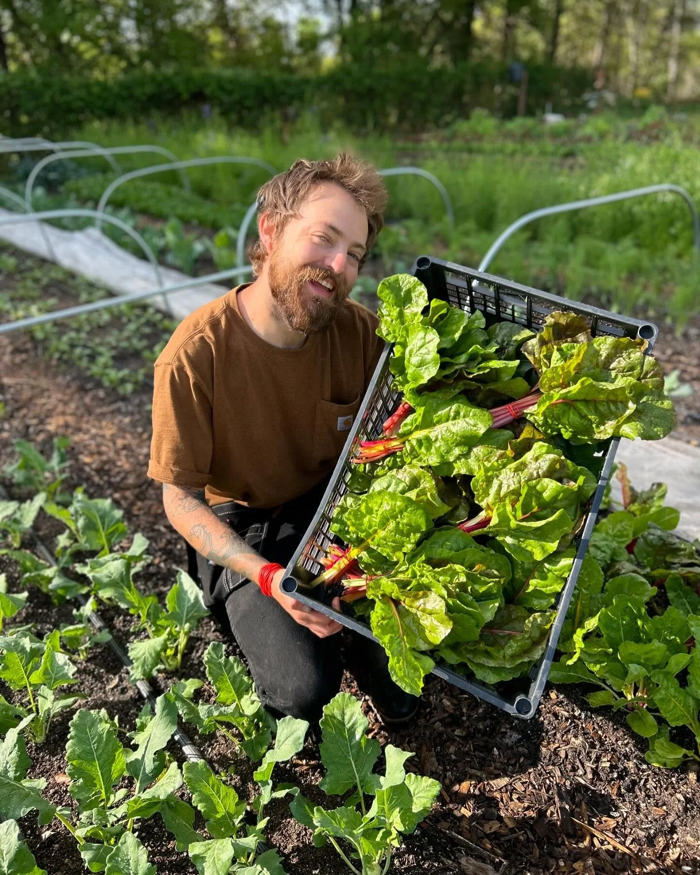 Look at these delicious greens Eli harvested this morning for our farm stand tonight! We’ve got lots for you to shop including veggies, greens, and plant starts. All available at tonight’s u-pick from 5-8pm