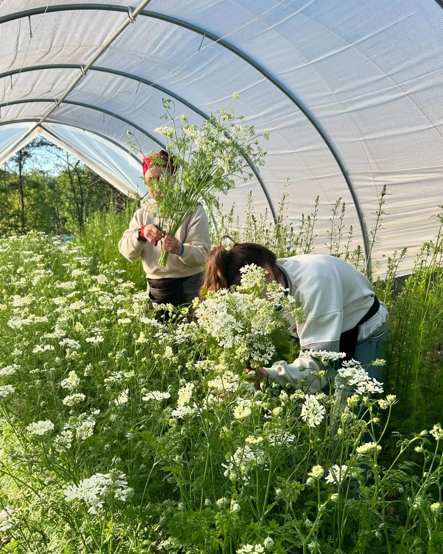 Around the farm lately ~ spring is settling in and things are constantly shifting. Spent crops are coming out, new ones are going in and the days and weeks are flying by. Soak in the crisp morning and evening air while you still can!