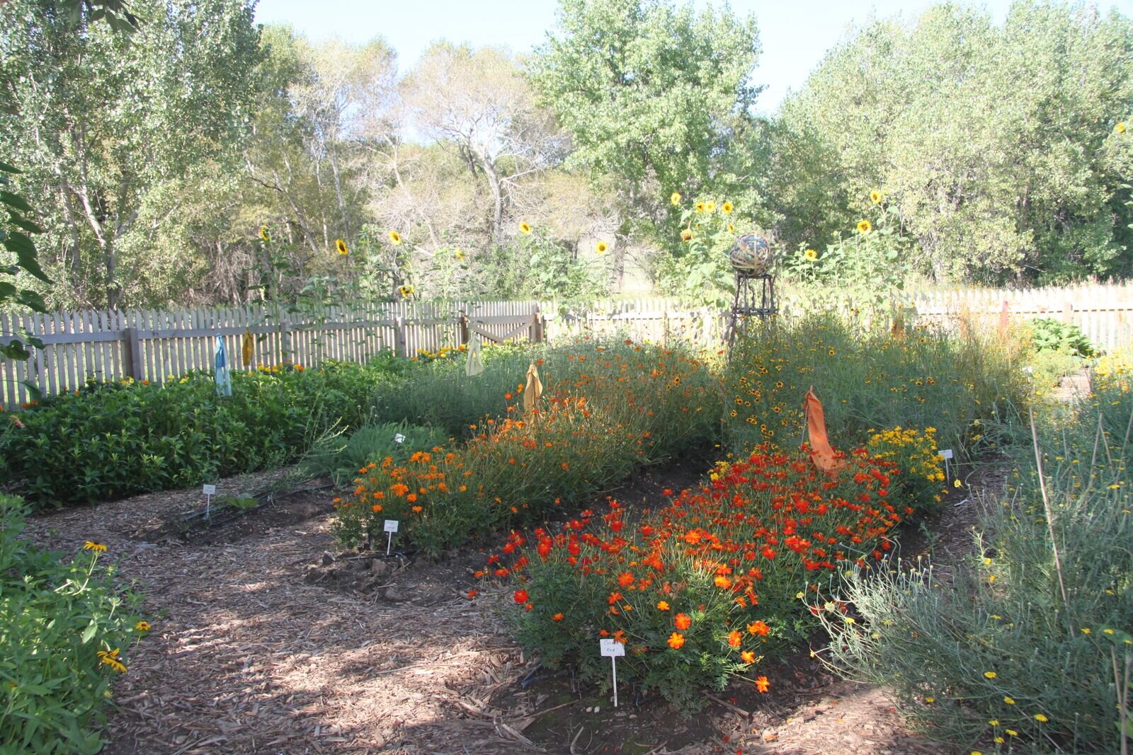 Dye Garden 2015 fabrics dyed with the plants are staked in.jpg