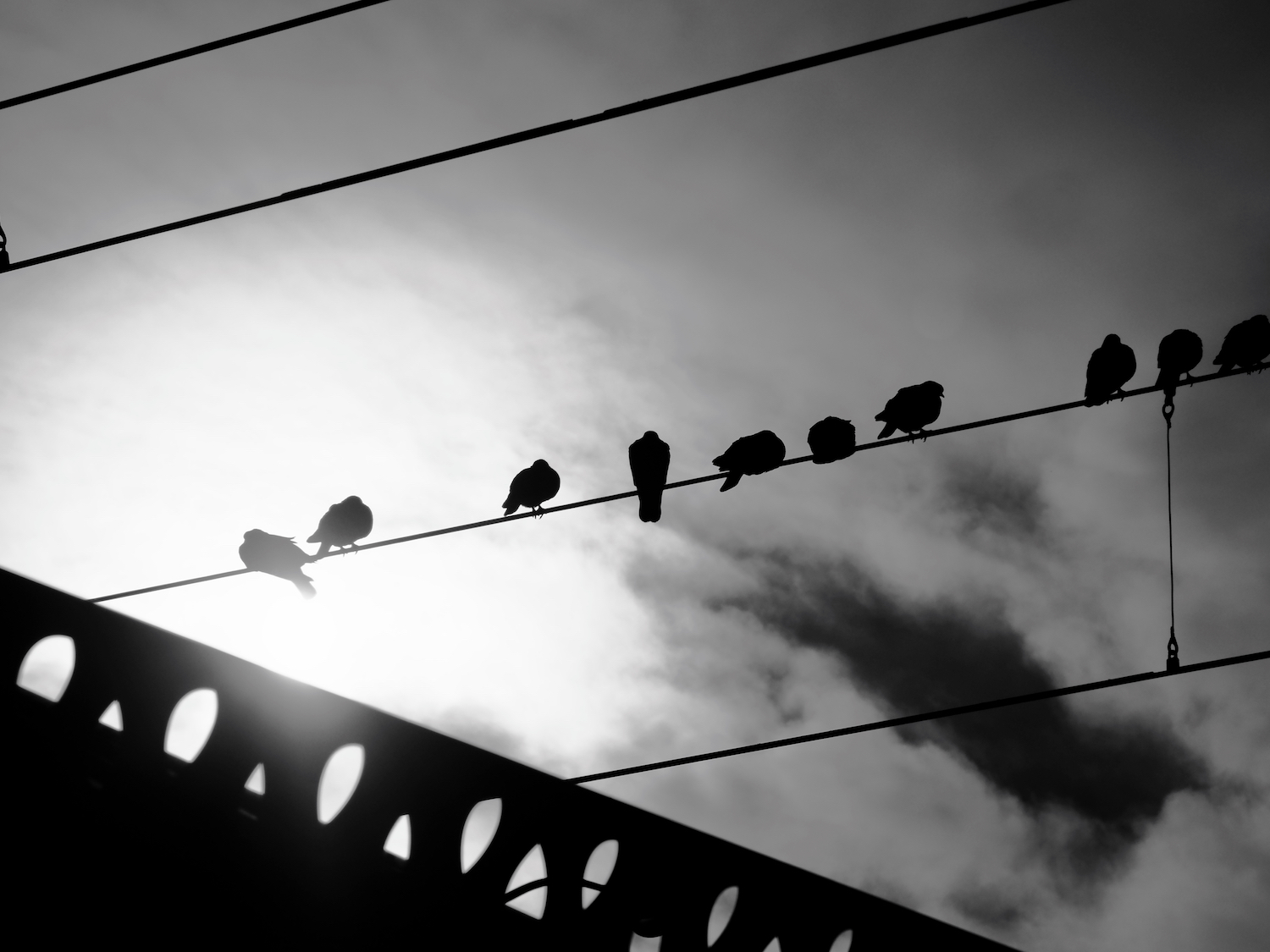 birds on a wire.jpeg