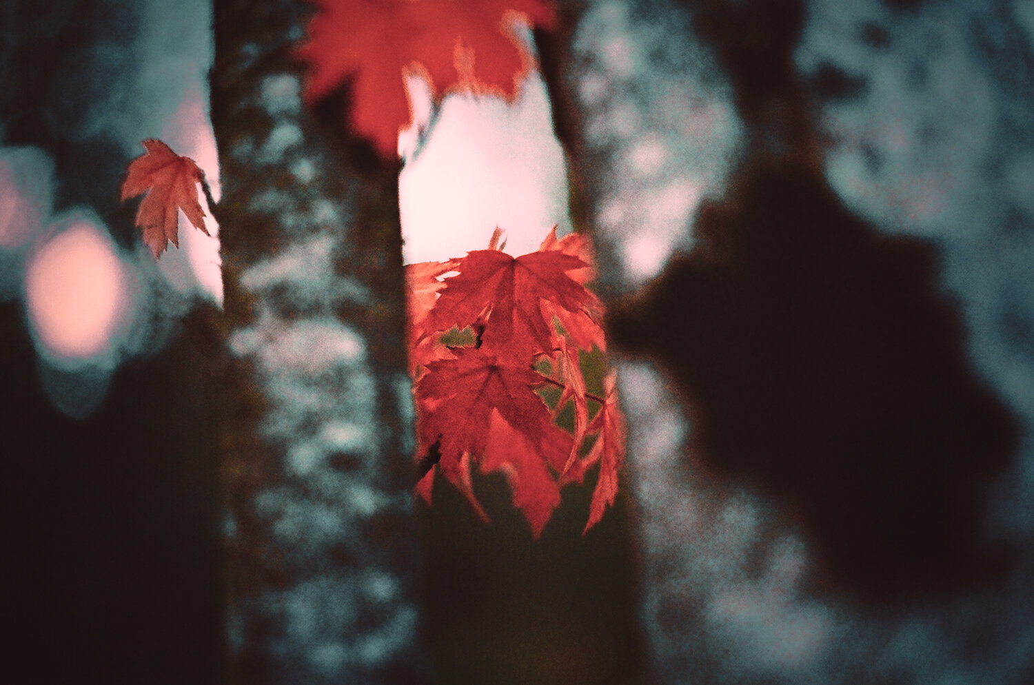 film red leaves copy.jpg