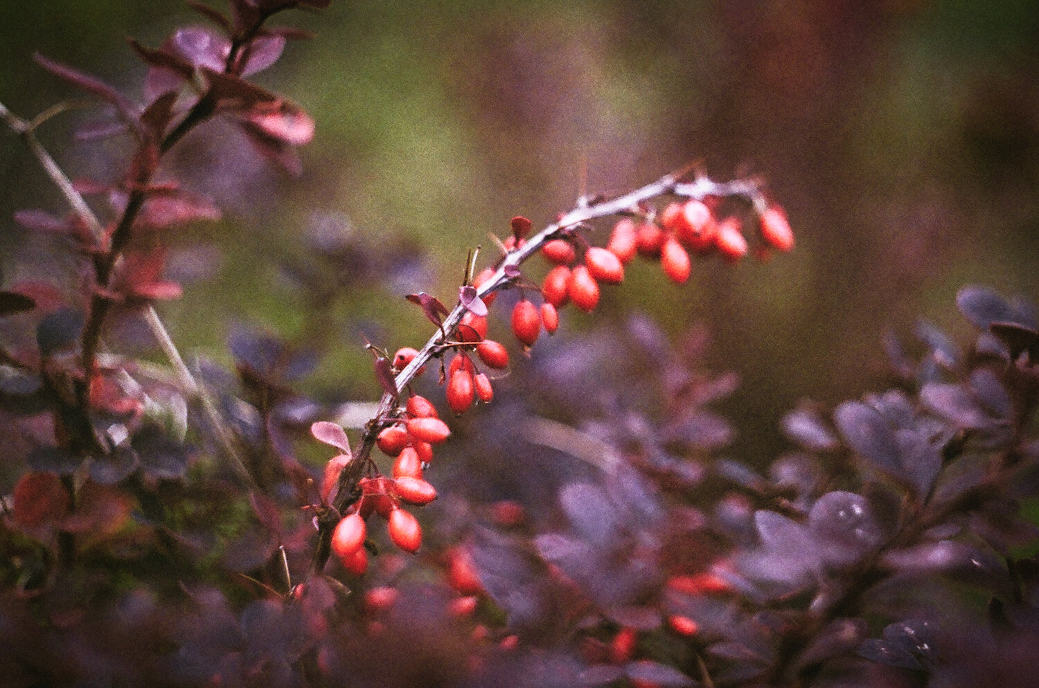 film berries copy.jpg