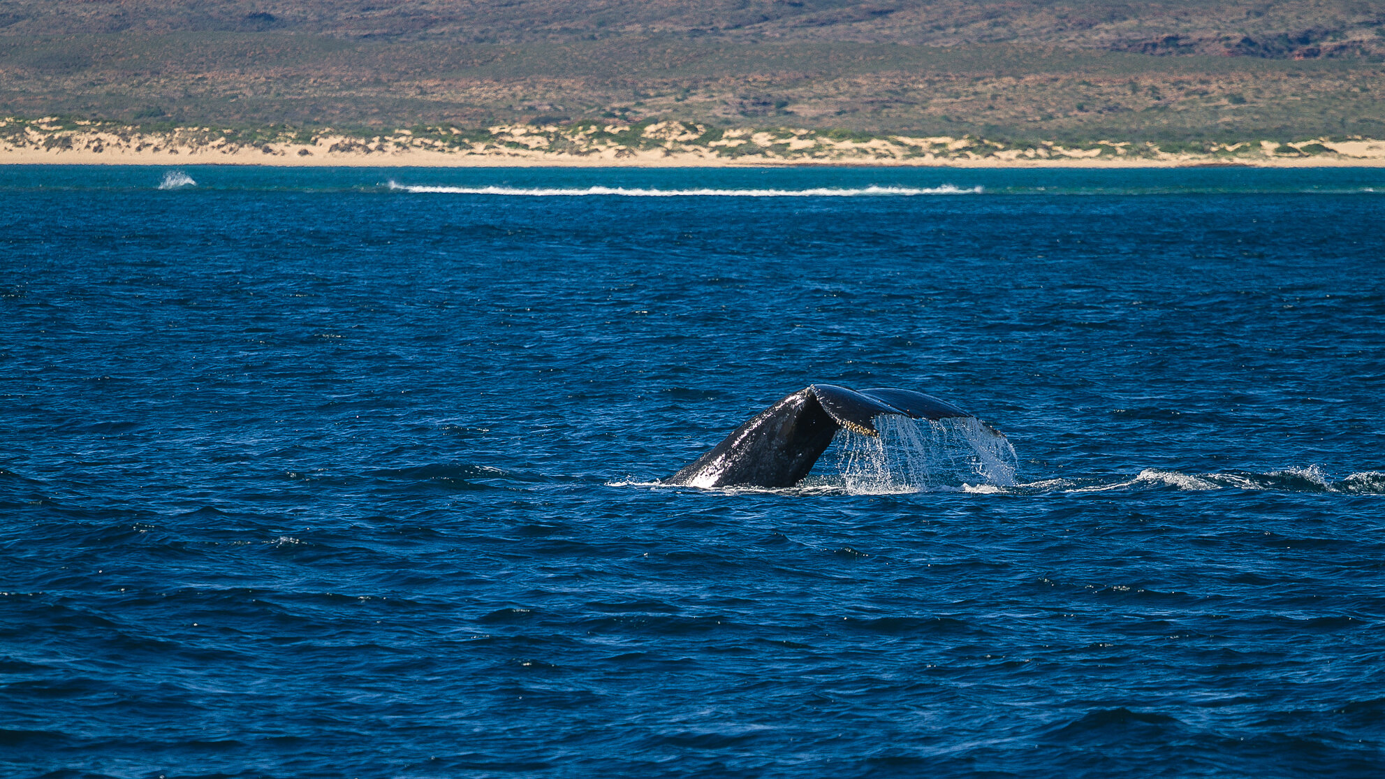 Whale, Ningaloo Marine Park, Australia