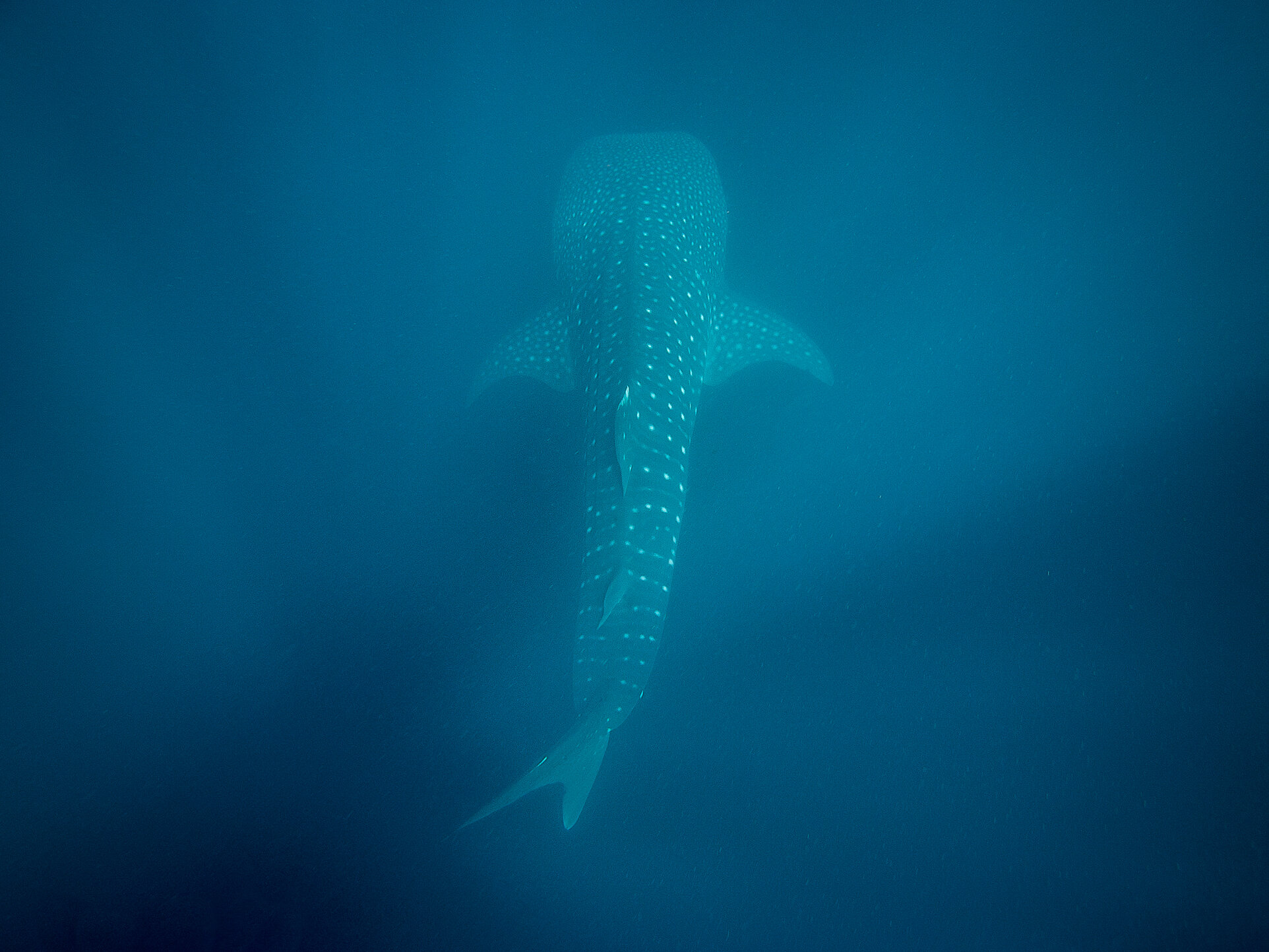Whale shark, Ningaloo Marine Park, Australia