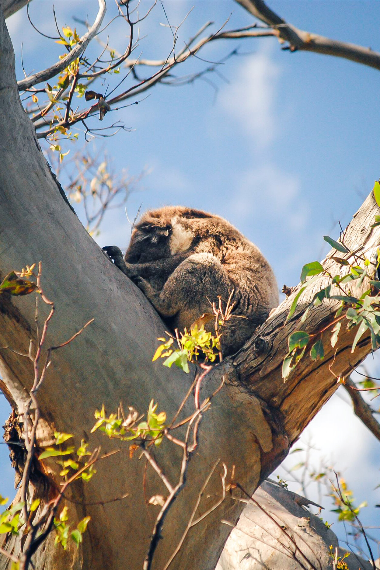 Koala, Victoria, Australia