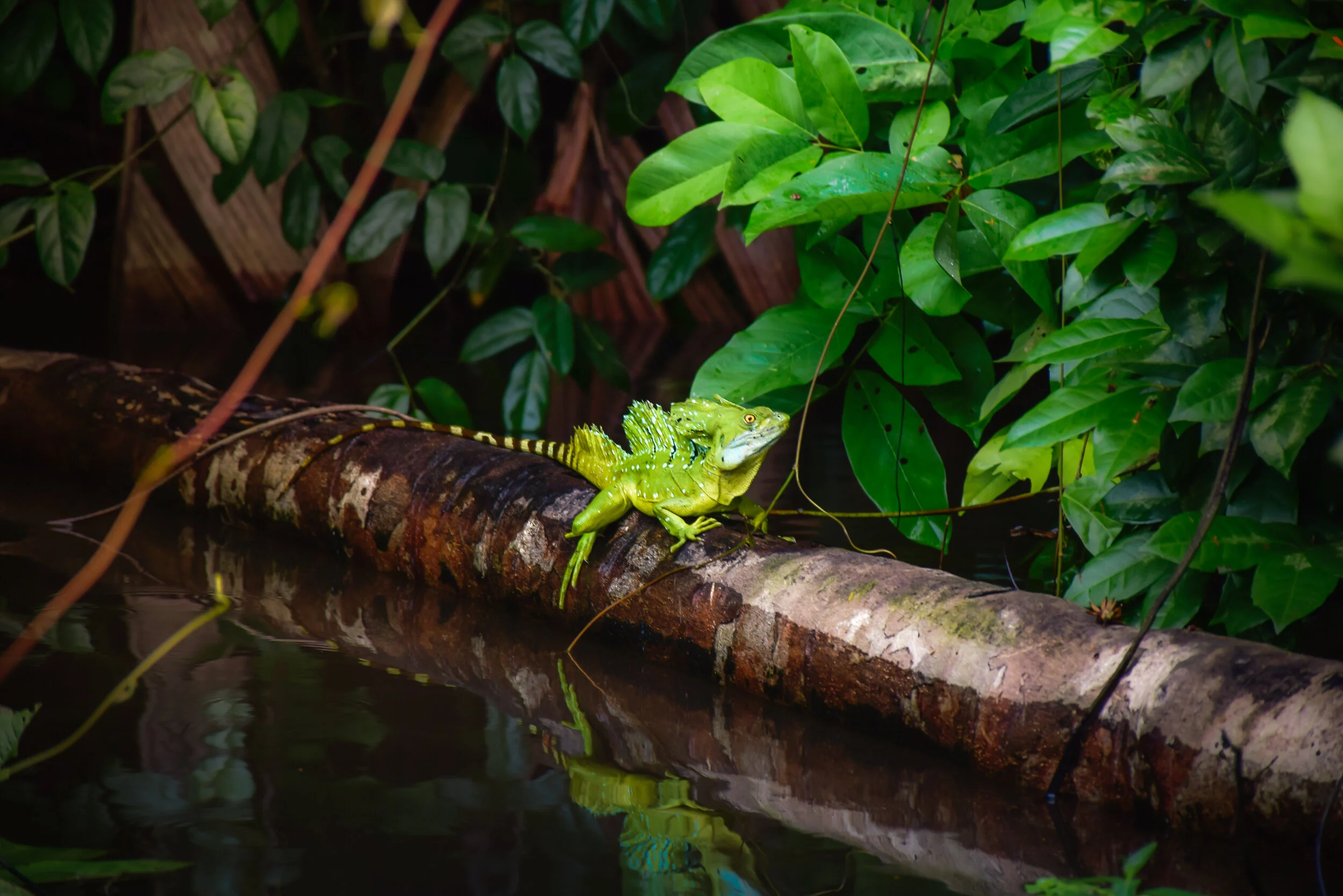 Basilisco Verde Riccardo Melca