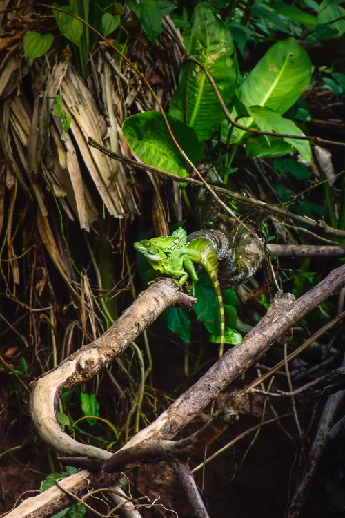 Basilisco Verde Riccardo Melca