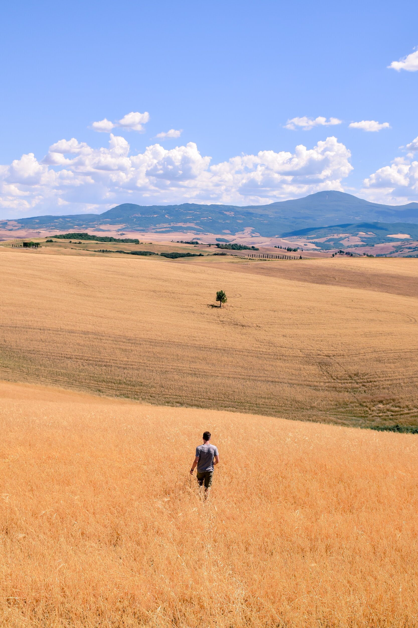 Campi di grano, Val d'Orcia, Toscana