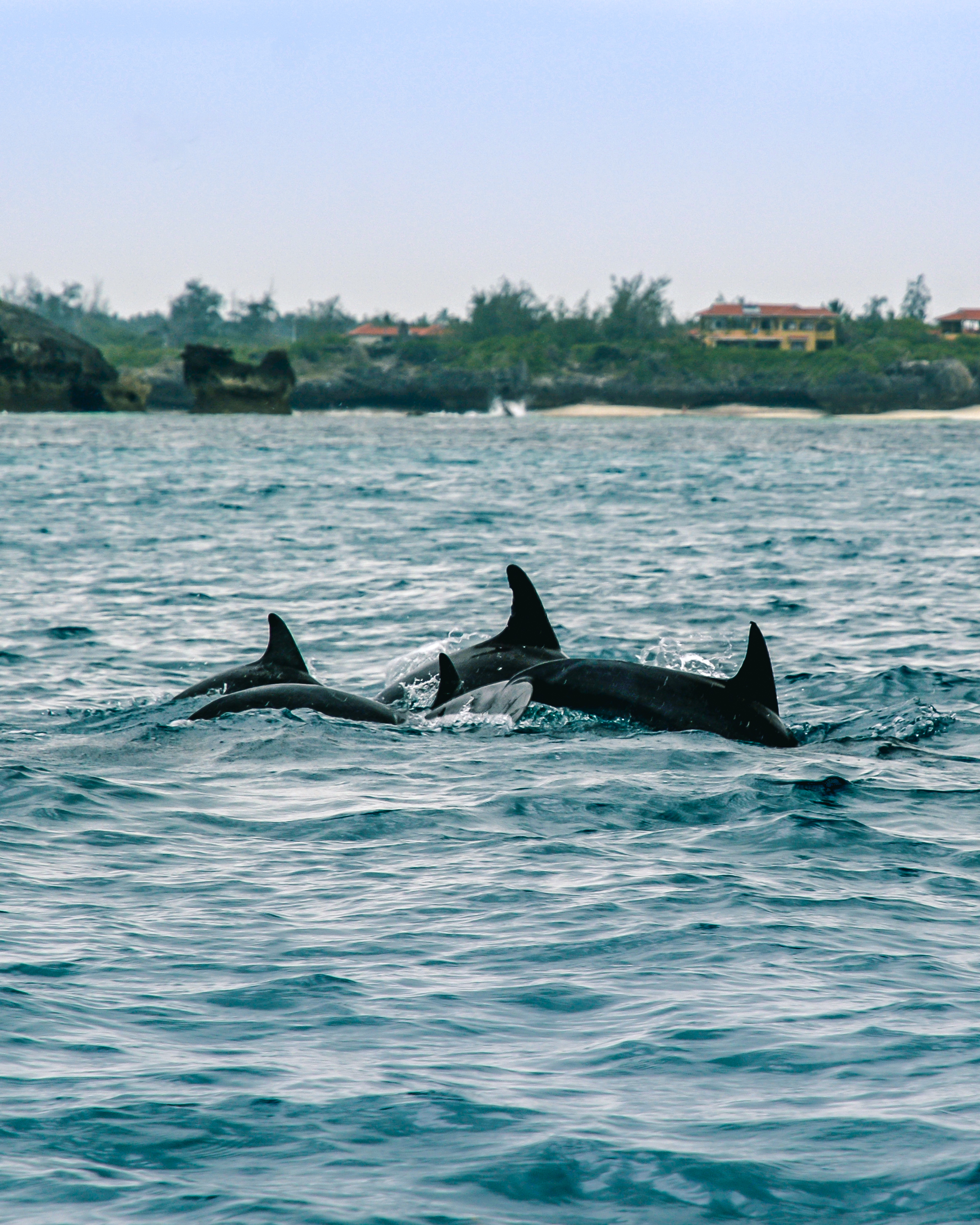 Delfini a Jacaranda Beach, Kenya