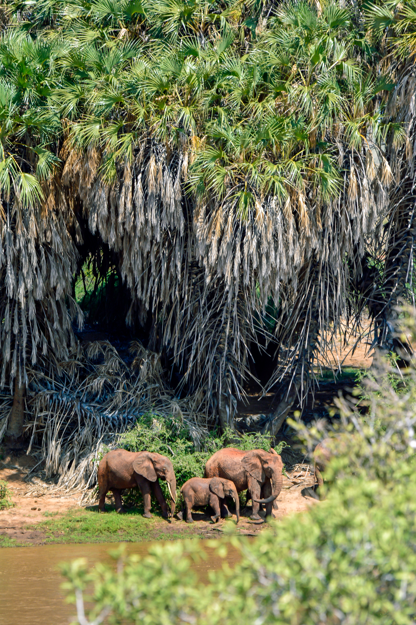 Elefanti nello Tsavo East, Kenya