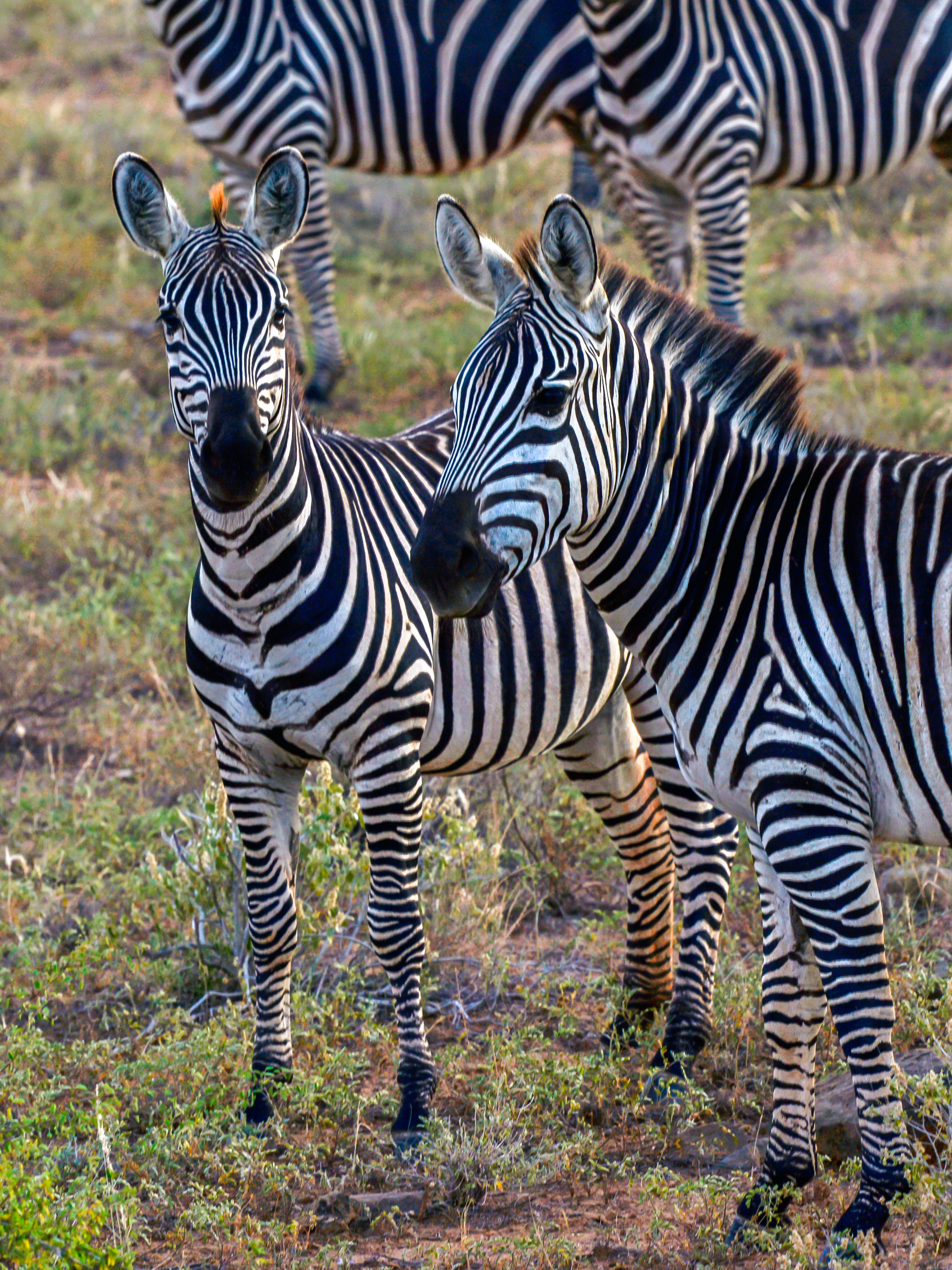 Zebre nello Tsavo East, Kenya