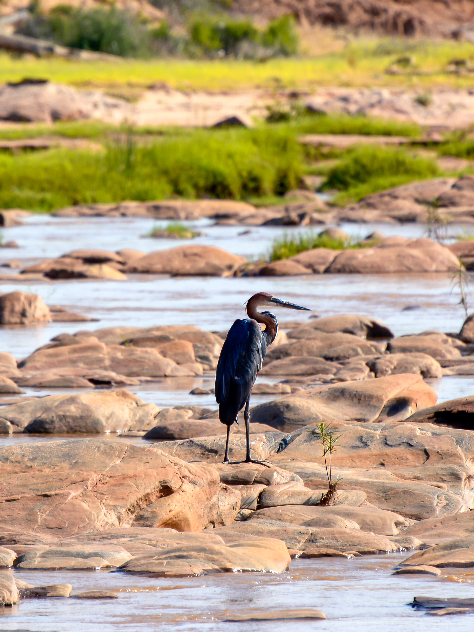 Galana River, Kenya